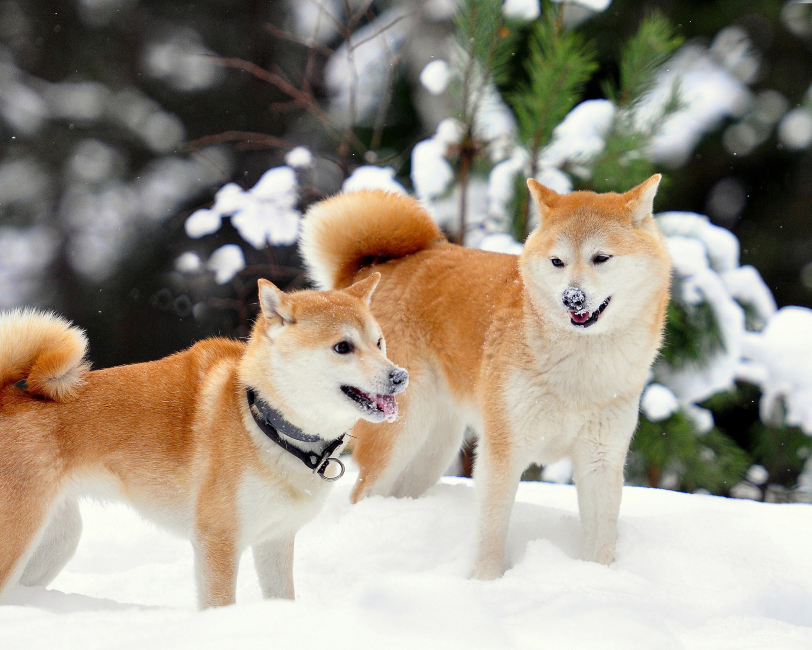 Das Akita Inu Dogs in Snow Wallpaper 1600x1280