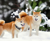 Akita Inu Dogs in Snow wallpaper 176x144