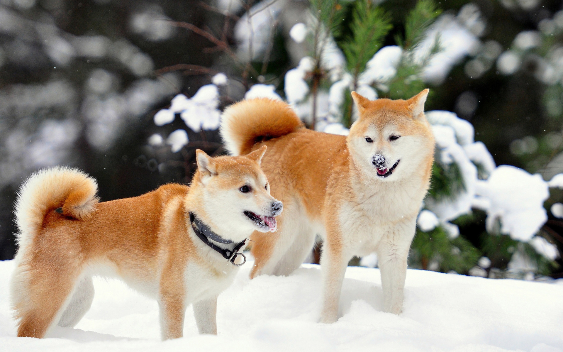 Akita Inu Dogs in Snow wallpaper 1920x1200