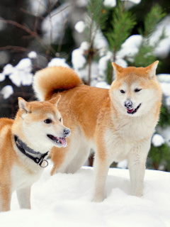 Akita Inu Dogs in Snow wallpaper 240x320