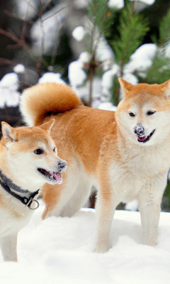 Akita Inu Dogs in Snow wallpaper 240x400