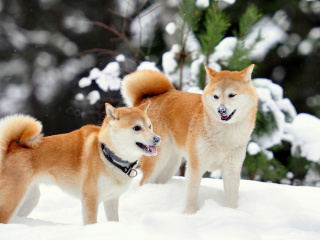 Akita Inu Dogs in Snow wallpaper 320x240