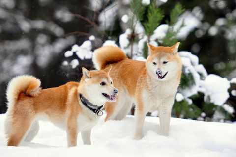 Обои Akita Inu Dogs in Snow 480x320