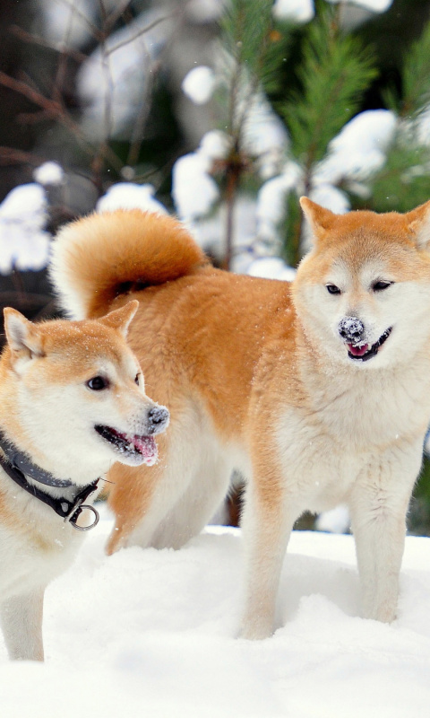 Обои Akita Inu Dogs in Snow 480x800