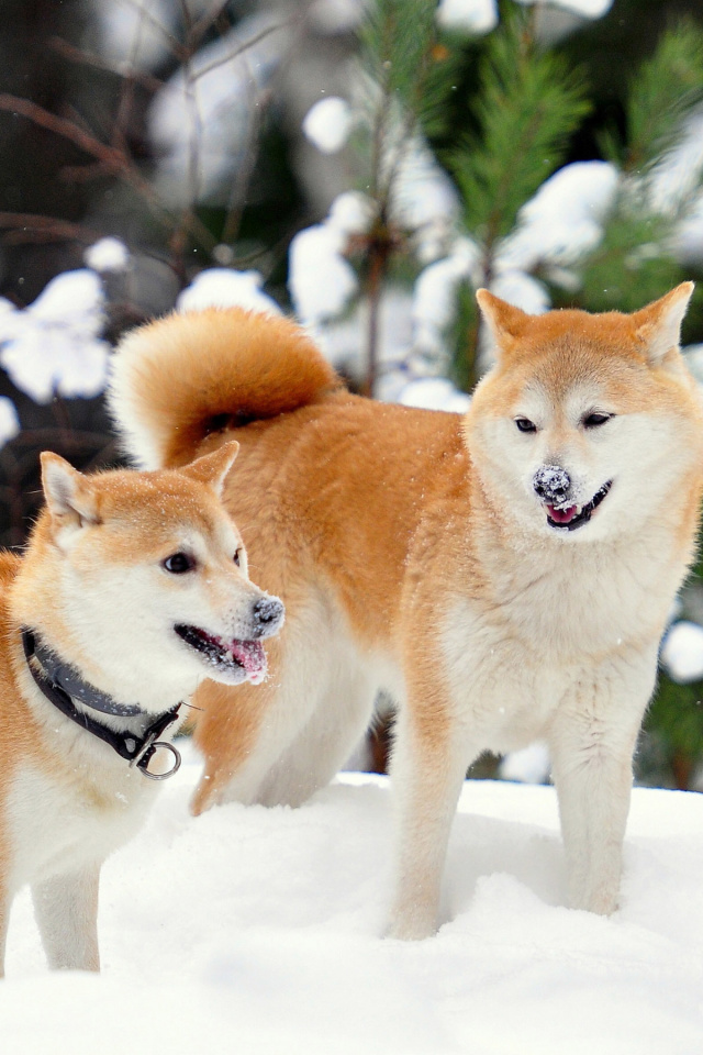 Das Akita Inu Dogs in Snow Wallpaper 640x960