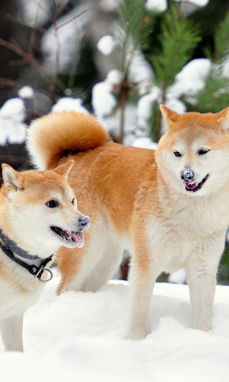 Fondo de pantalla Akita Inu Dogs in Snow 768x1280