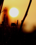 Sunset screenshot #1 128x160