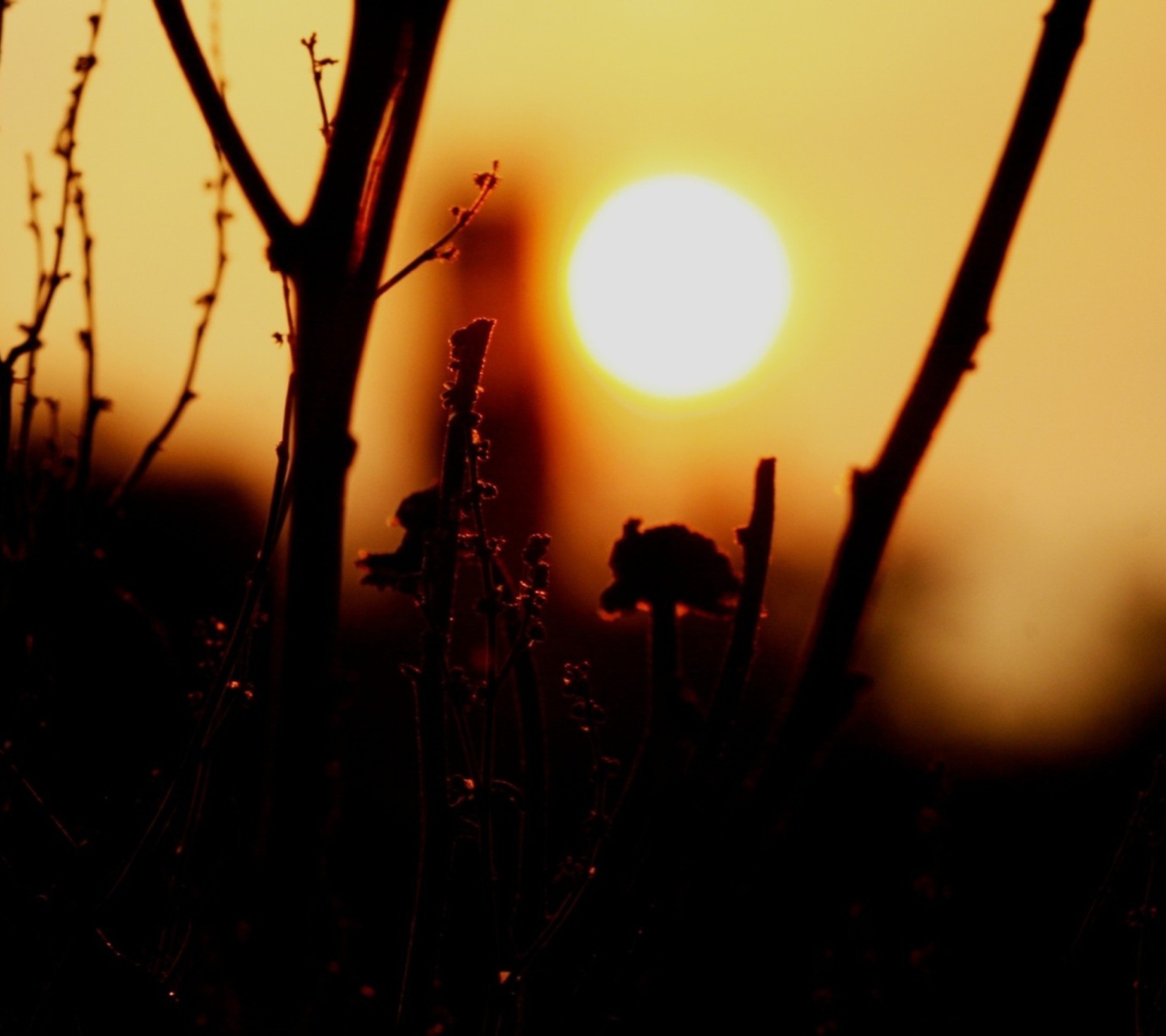 Sunset screenshot #1 1440x1280
