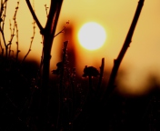 Screenshot №1 pro téma Sunset 176x144