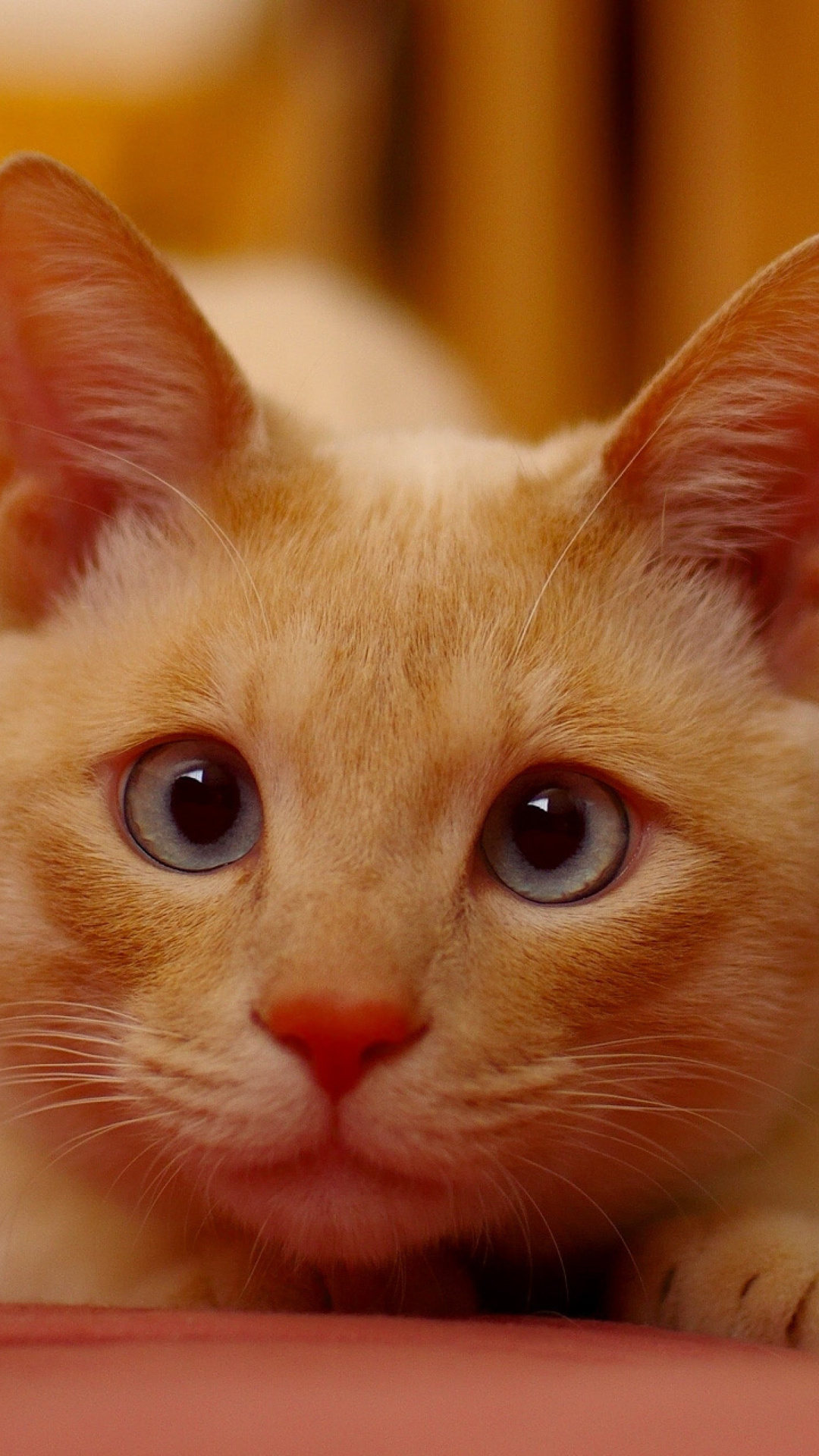 Sfondi Ginger Cat 1080x1920