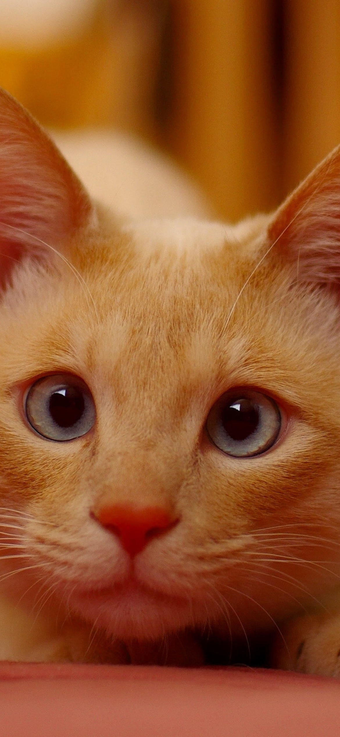Ginger Cat screenshot #1 1170x2532