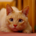 Ginger Cat screenshot #1 128x128