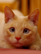 Ginger Cat screenshot #1 132x176