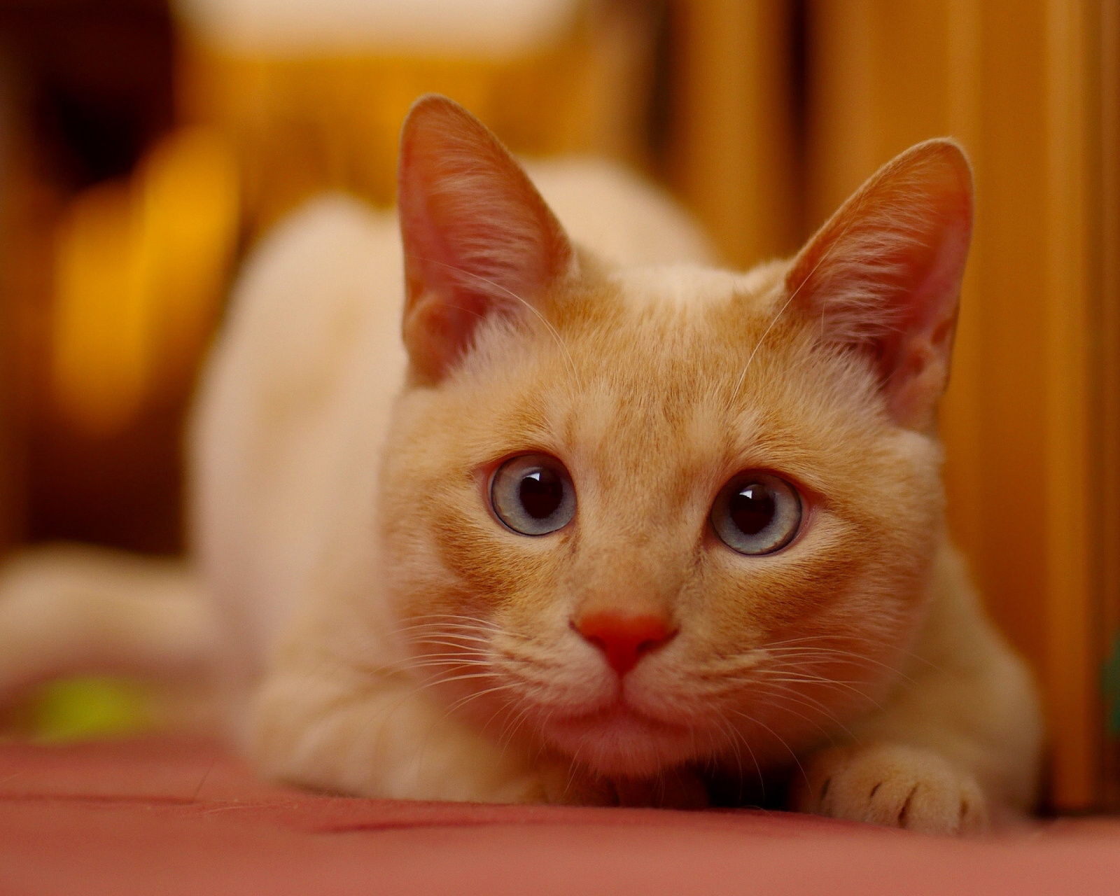 Ginger Cat wallpaper 1600x1280