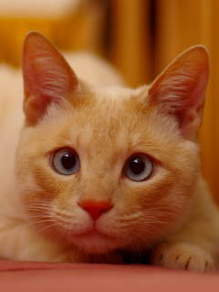 Fondo de pantalla Ginger Cat 240x320