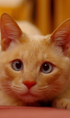 Ginger Cat wallpaper 240x400