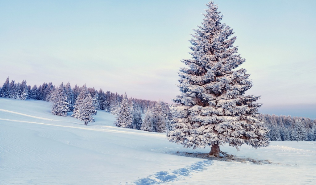 Das Snowy Forest Winter Scenery Wallpaper 1024x600