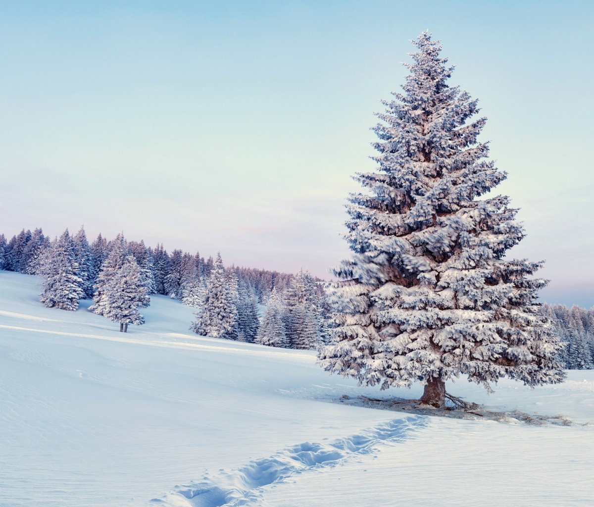 Snowy Forest Winter Scenery screenshot #1 1200x1024