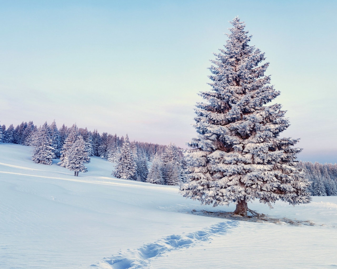 Обои Snowy Forest Winter Scenery 1280x1024