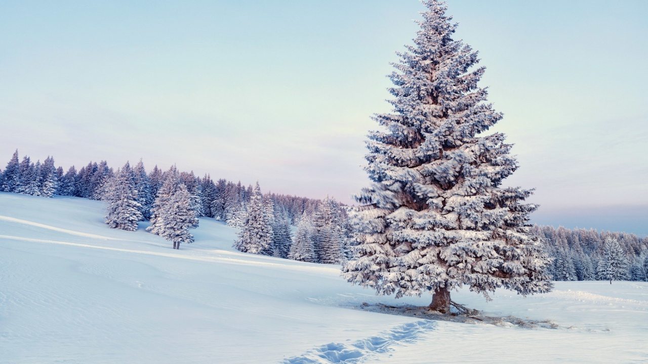 Das Snowy Forest Winter Scenery Wallpaper 1280x720