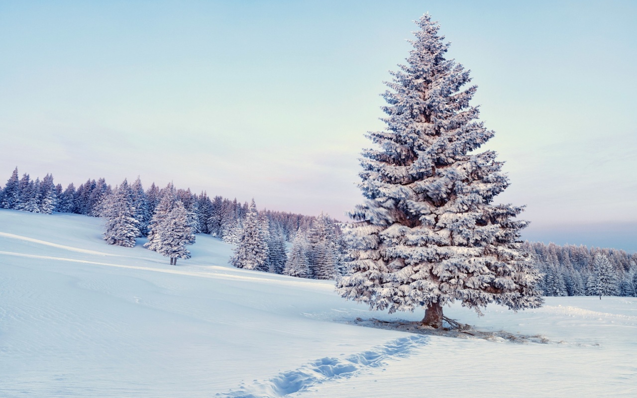 Das Snowy Forest Winter Scenery Wallpaper 1280x800