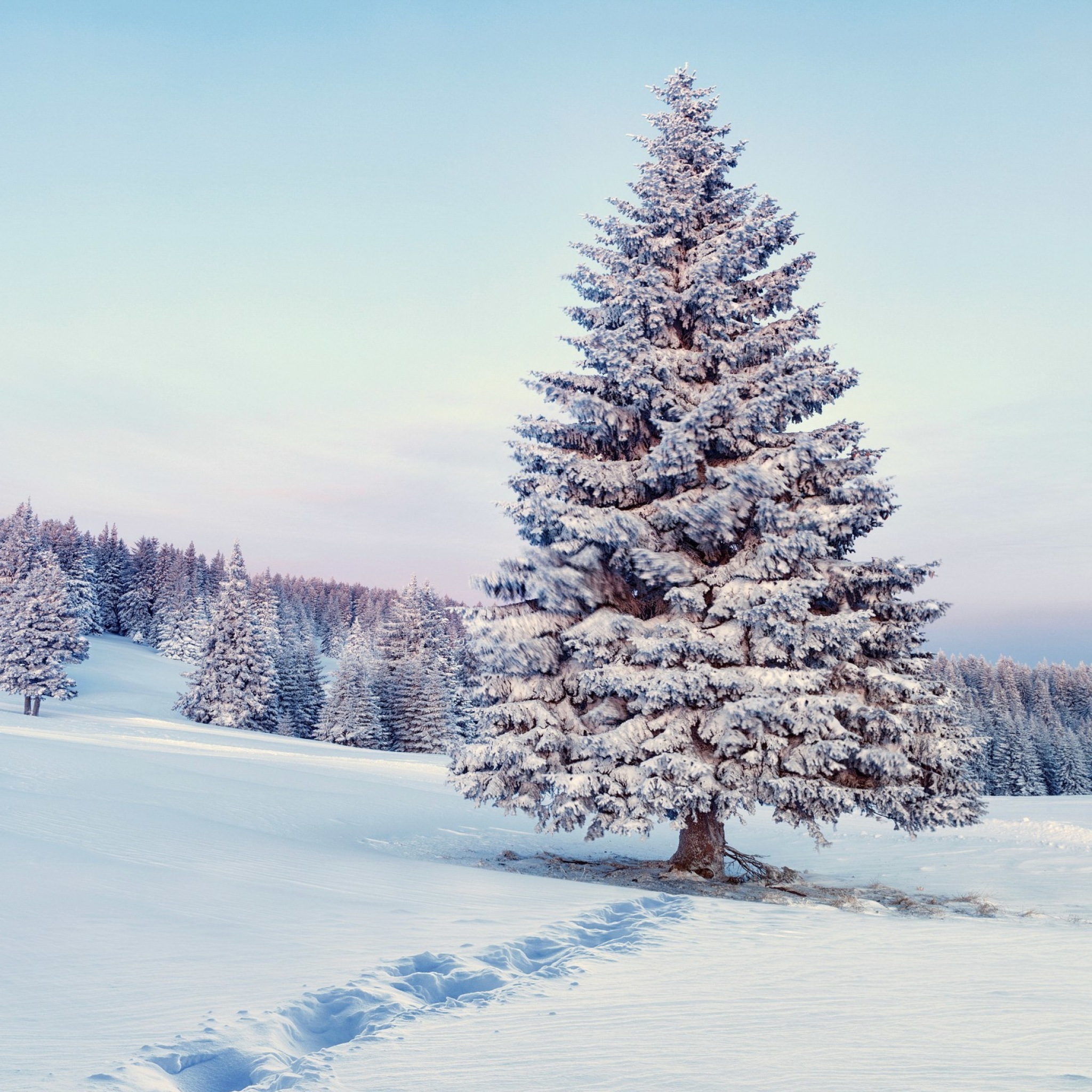 Das Snowy Forest Winter Scenery Wallpaper 2048x2048