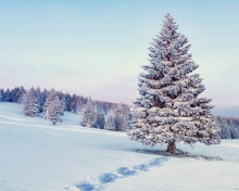 Das Snowy Forest Winter Scenery Wallpaper 220x176