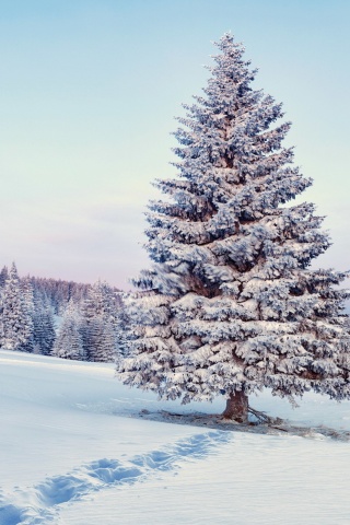 Das Snowy Forest Winter Scenery Wallpaper 320x480
