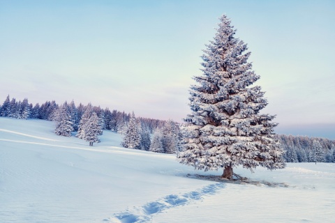Das Snowy Forest Winter Scenery Wallpaper 480x320
