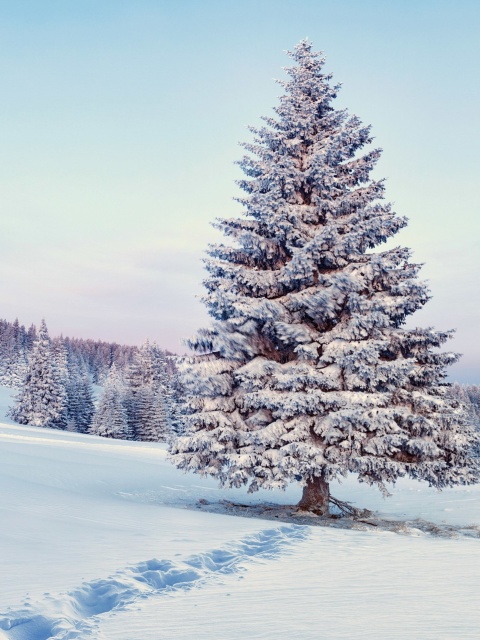 Обои Snowy Forest Winter Scenery 480x640