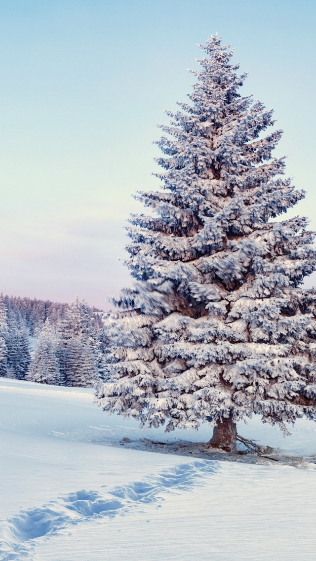 Fondo de pantalla Snowy Forest Winter Scenery 640x1136