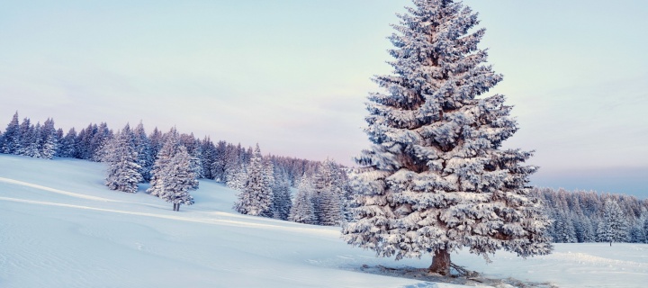 Snowy Forest Winter Scenery wallpaper 720x320