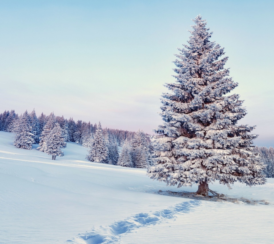 Das Snowy Forest Winter Scenery Wallpaper 960x854