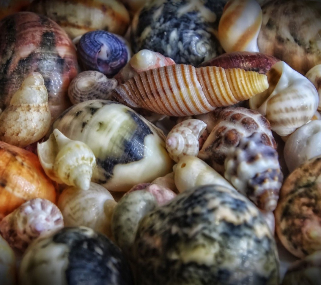 Das Colorful Shells Wallpaper 1080x960
