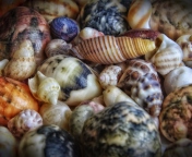 Colorful Shells wallpaper 176x144