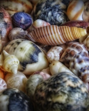 Das Colorful Shells Wallpaper 176x220