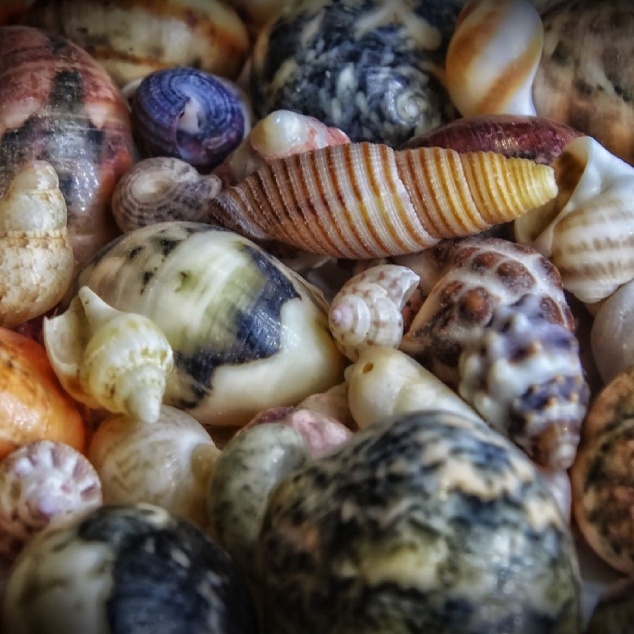 Fondo de pantalla Colorful Shells 2048x2048
