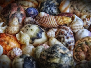 Das Colorful Shells Wallpaper 320x240