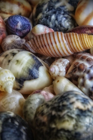 Colorful Shells wallpaper 320x480