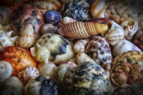 Das Colorful Shells Wallpaper 480x320