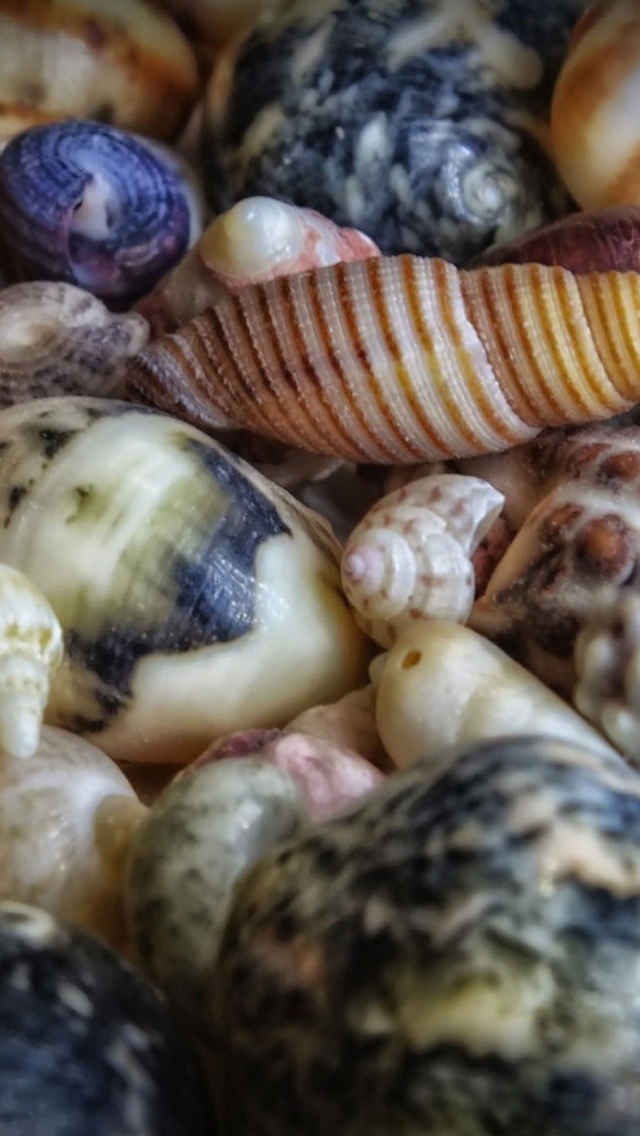 Das Colorful Shells Wallpaper 640x1136