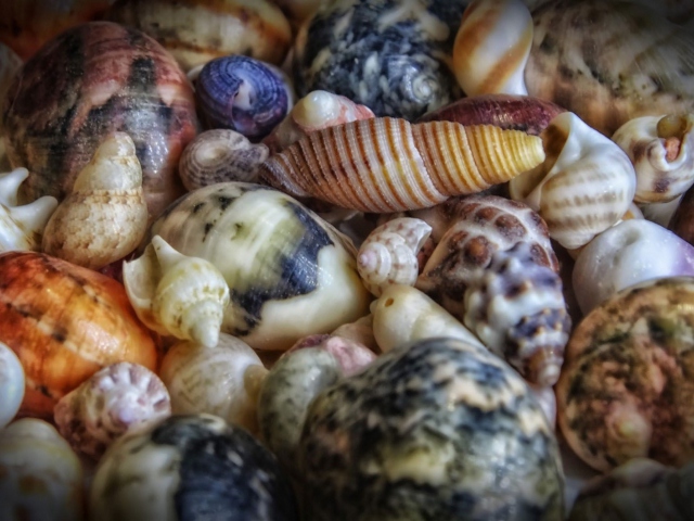 Colorful Shells wallpaper 640x480