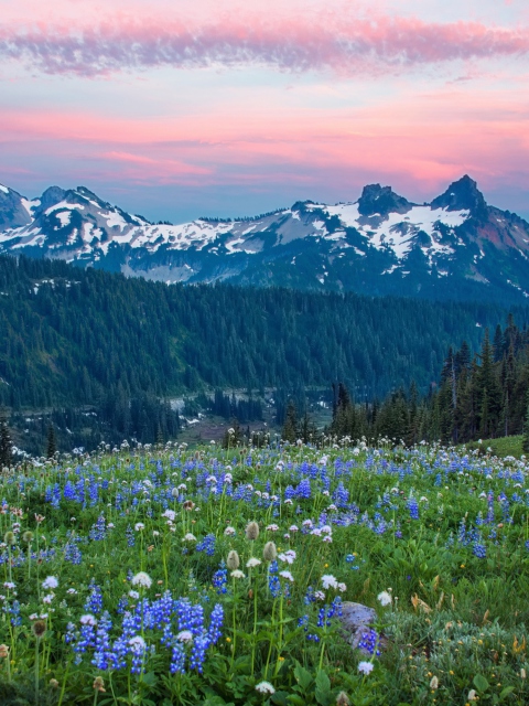 Sfondi Mount Rainier Washington Clouds 480x640