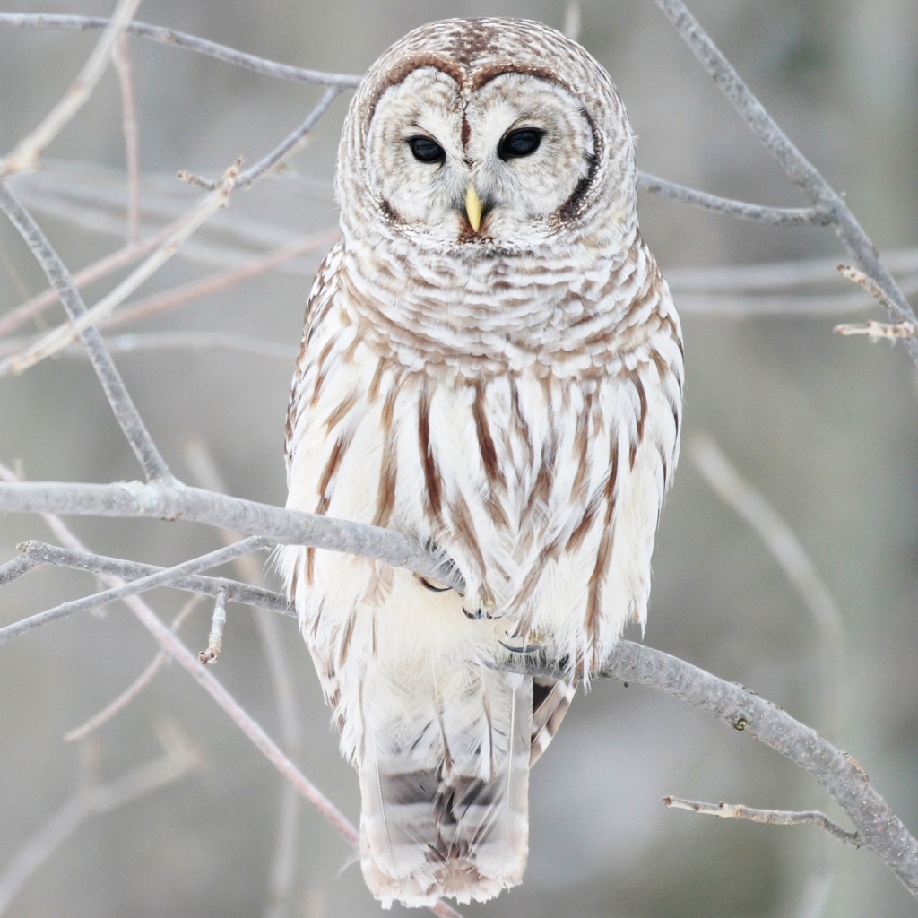 Das White Owl Wallpaper 1024x1024