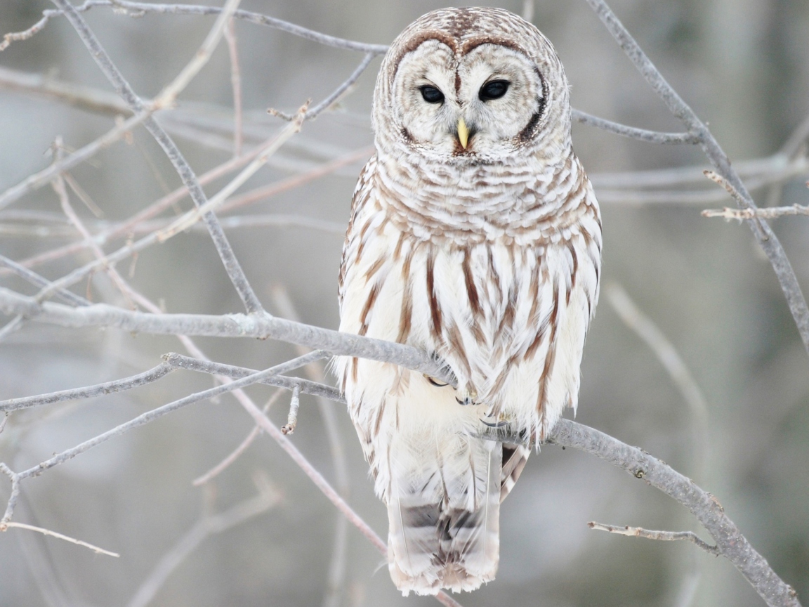 Sfondi White Owl 1152x864
