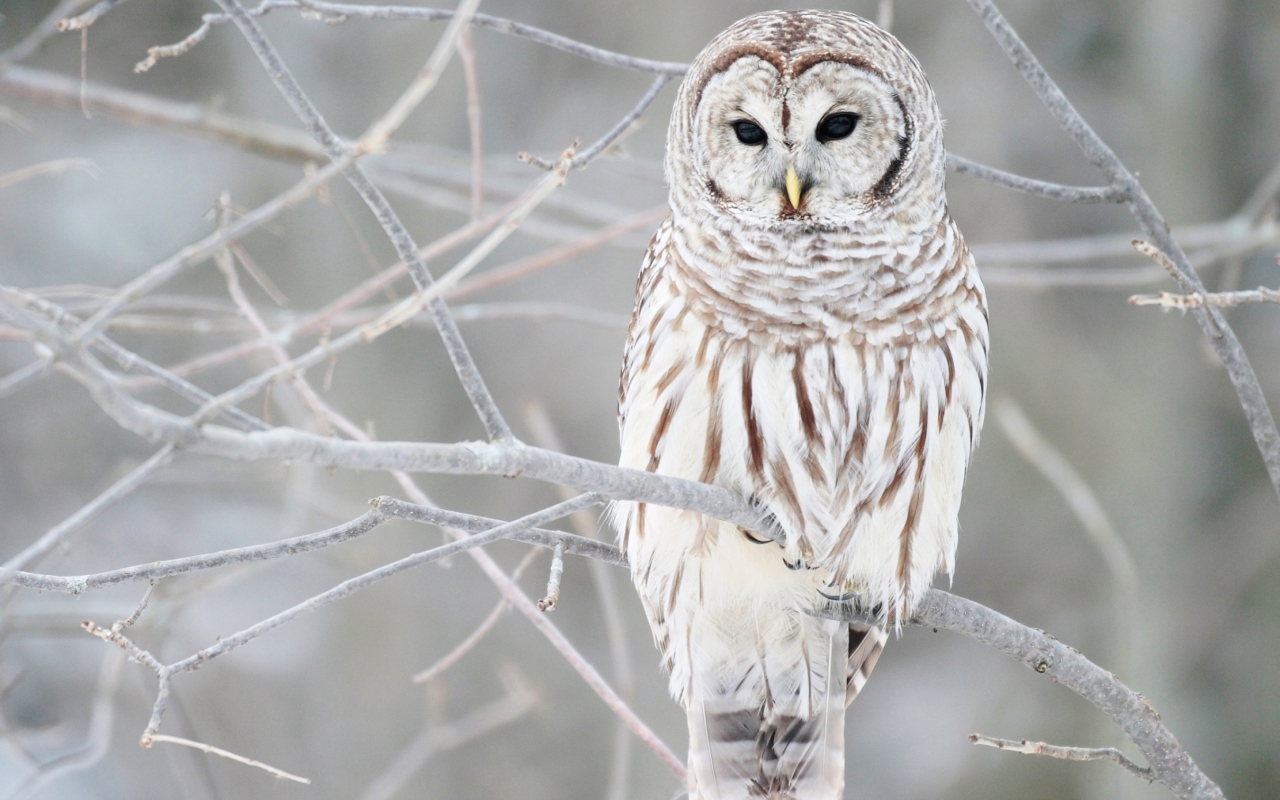 White Owl screenshot #1 1280x800