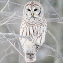 Das White Owl Wallpaper 128x128