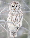 Fondo de pantalla White Owl 128x160