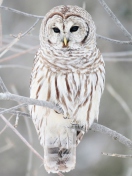 Screenshot №1 pro téma White Owl 132x176
