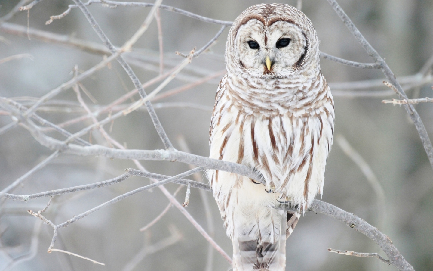 Das White Owl Wallpaper 1440x900